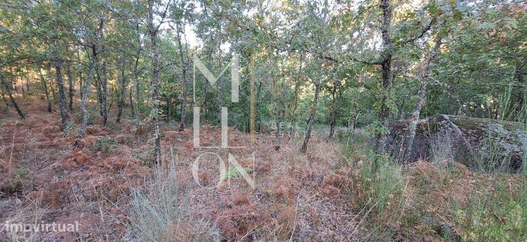 Terreno de Pinhal, Carvalhos e Oliveiras-  112 - Grande imagem: 3/12