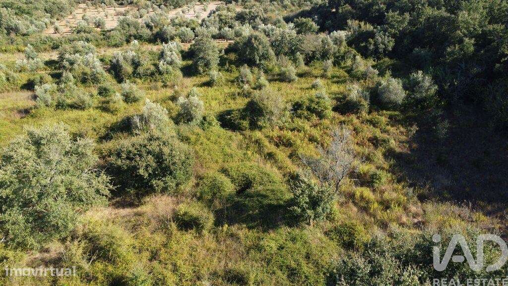 Terreno em Areias e Pias de 1850,00 m2 - Grande imagem: 2/13
