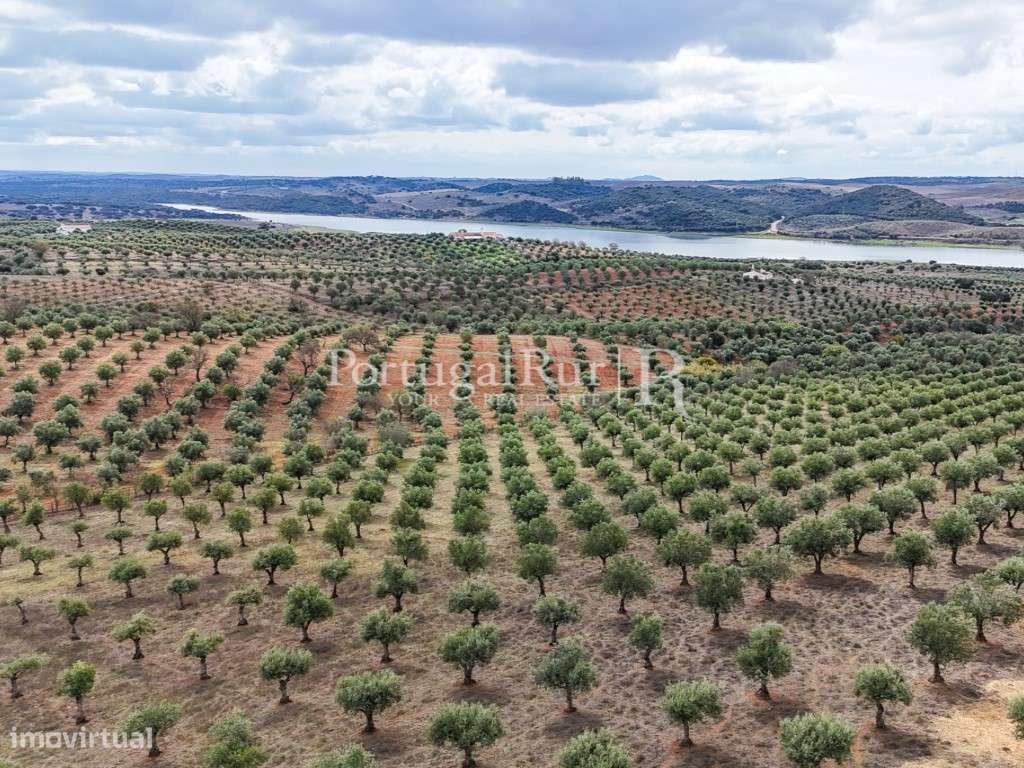 Herdade junto ao Alqueva com 15 hectares com Olival - Grande imagem: 3/23