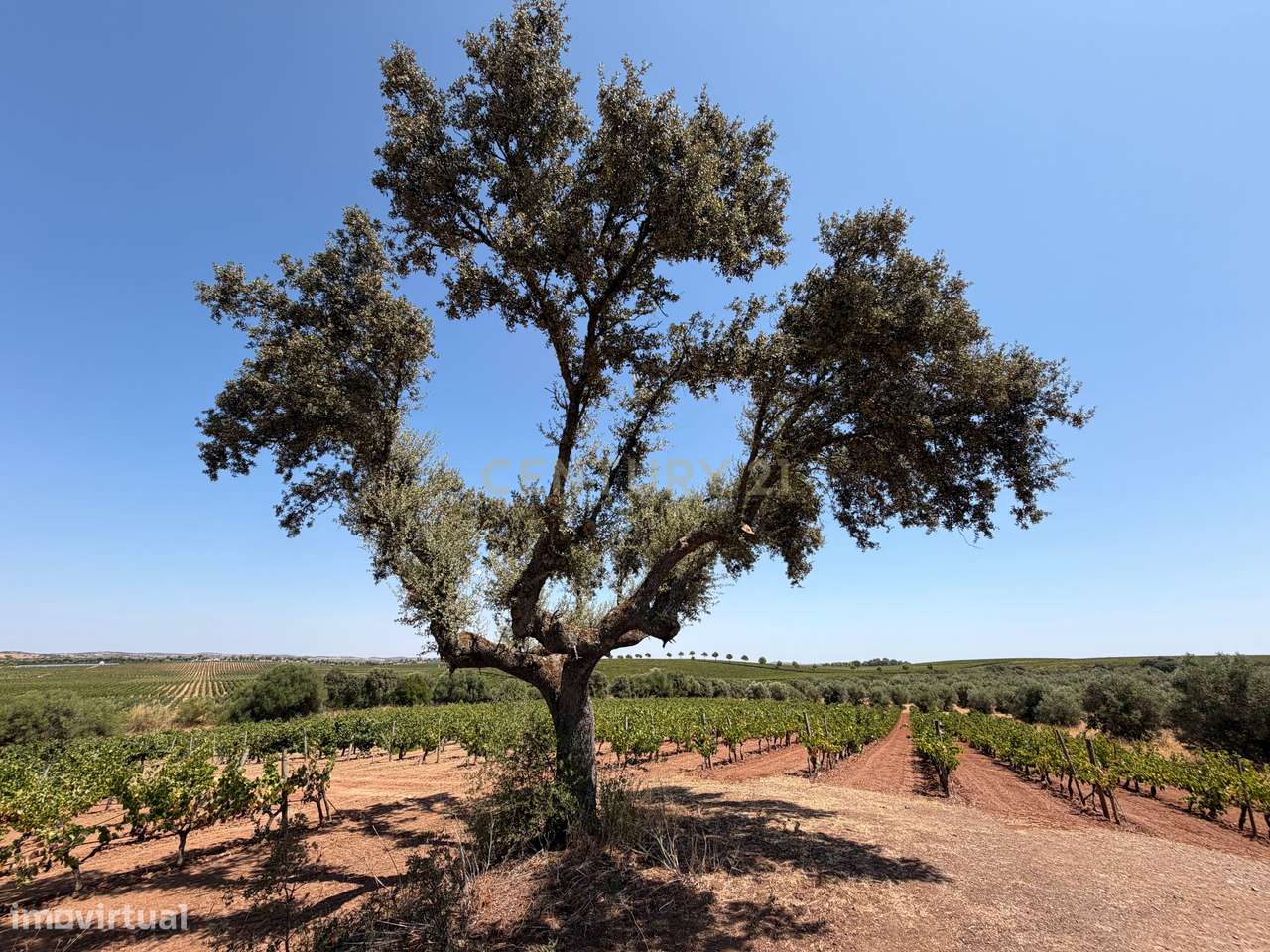 Herdade de Pandeira, Vinha e Olival em Produção em Reguengos de Monsar-32