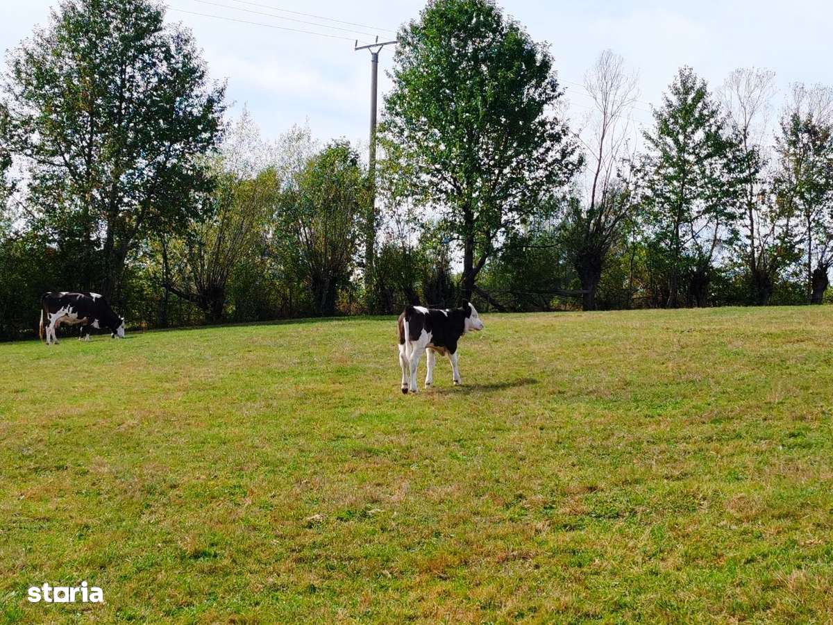 5800 mp fineata, pretabil camping, constructii A-frame, Sohodol, Bran - Imagine principală: 3/8