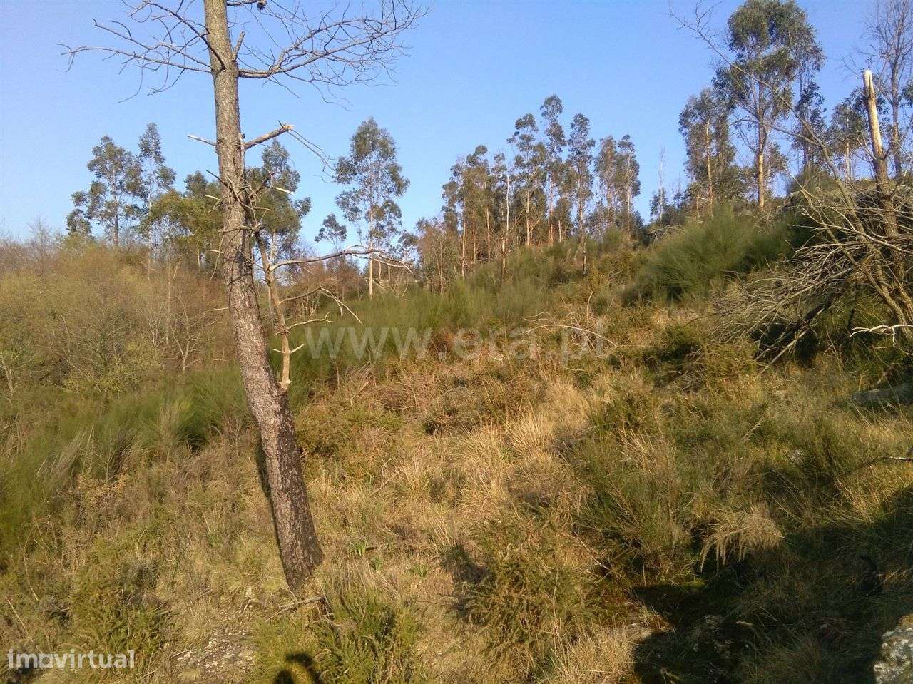 Terreno rústico com 5.000 m2 em Freitas - Grande imagem: 3/3