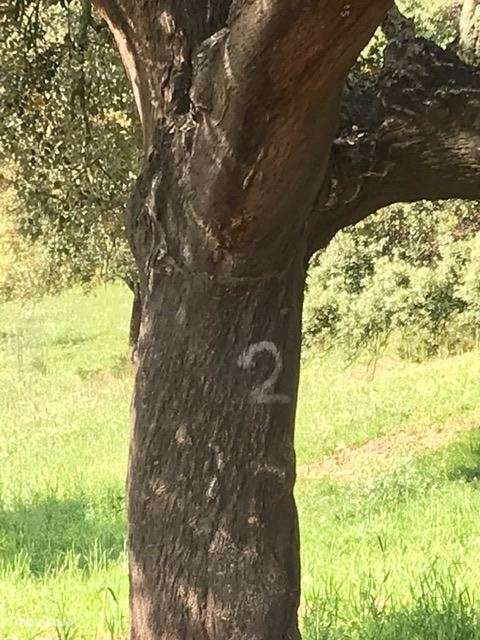 Herdade, para venda, Moura - Safara e Santo Aleixo da Restauração-5