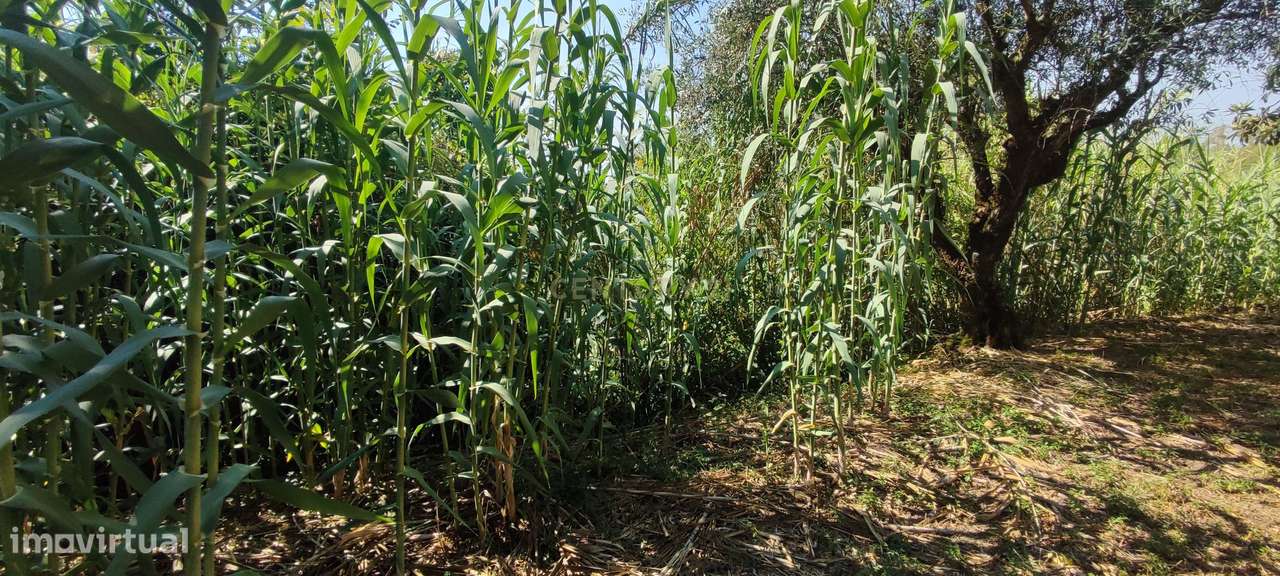 Terreno para construção de moradia em Geria, às portas da cidade de Co - Grande imagem: 2/7