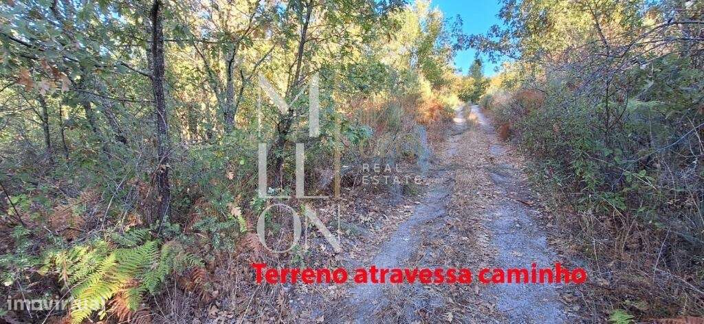 Terreno de Pinhal, Carvalhos e Oliveiras-  112 - Grande imagem: 5/12