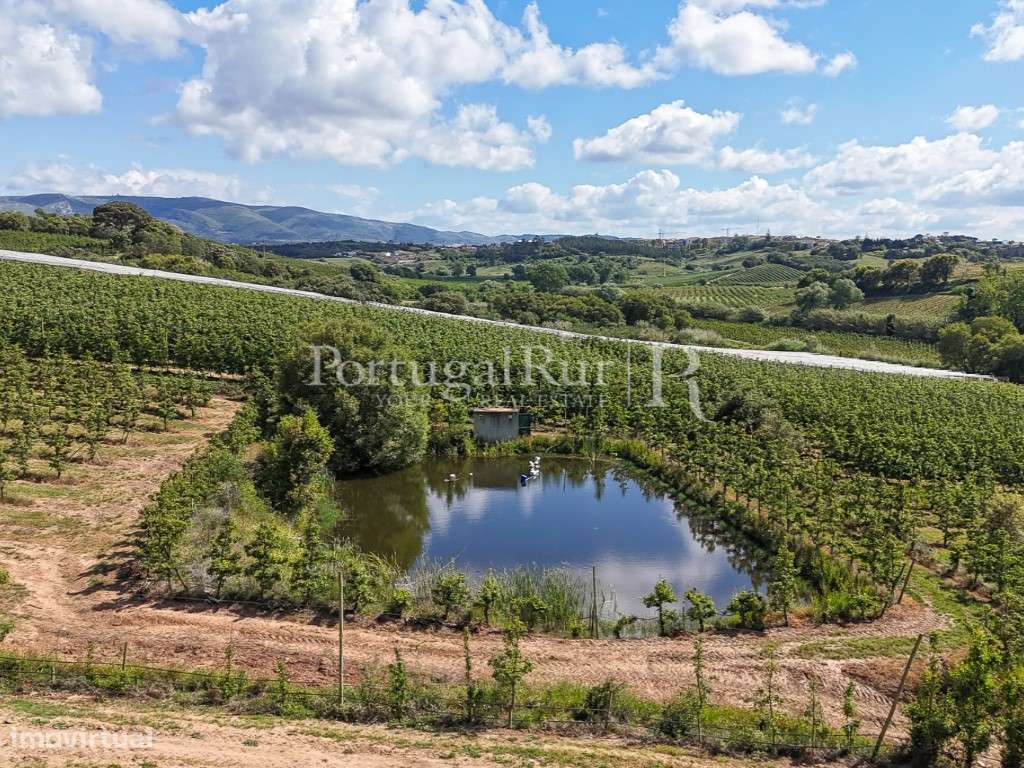 Exploração Agrícola com 37 ha e produção de Pera Rocha no Cadaval-25