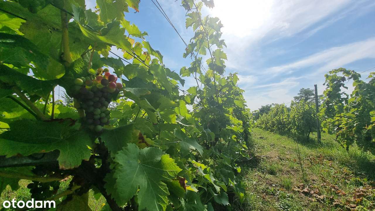 Na sprzedaż winnica + działka inwestycyjna hotel gastronomia Uniejów-8