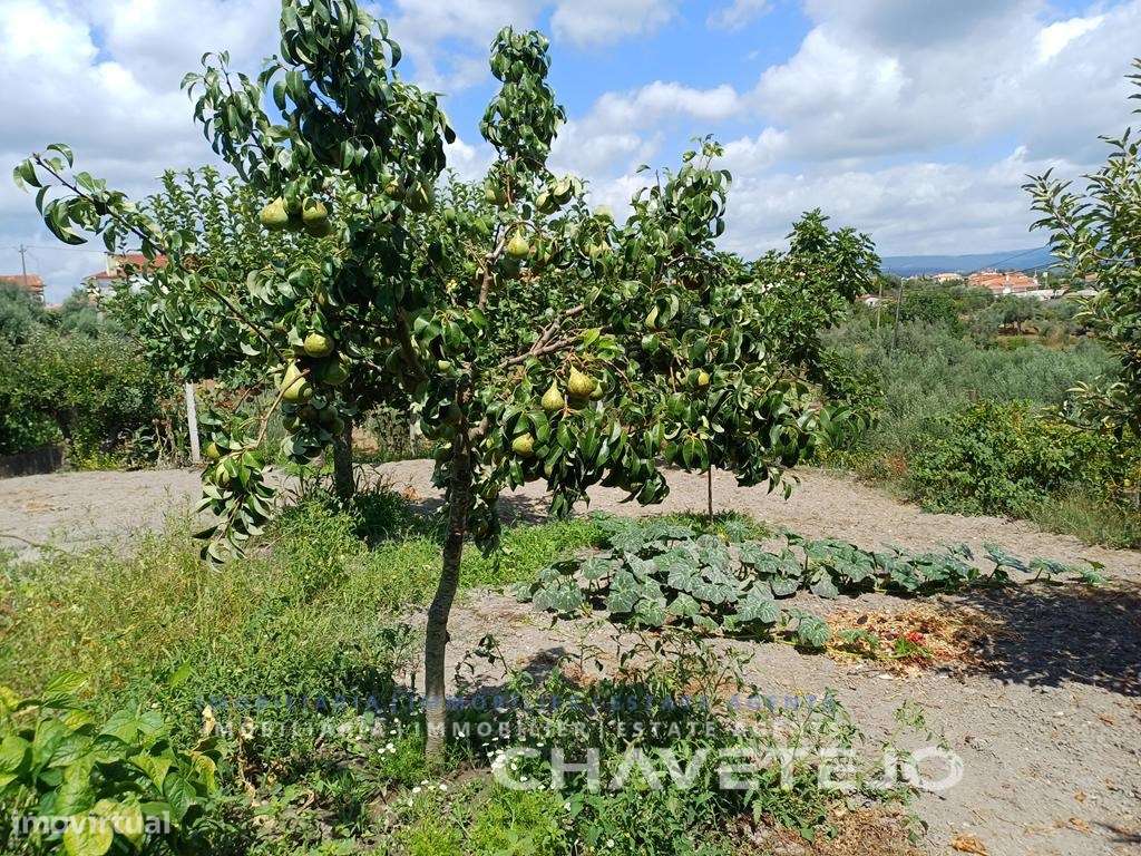 Moradia de Campo com Terreno, Furo de Água e Olival-38