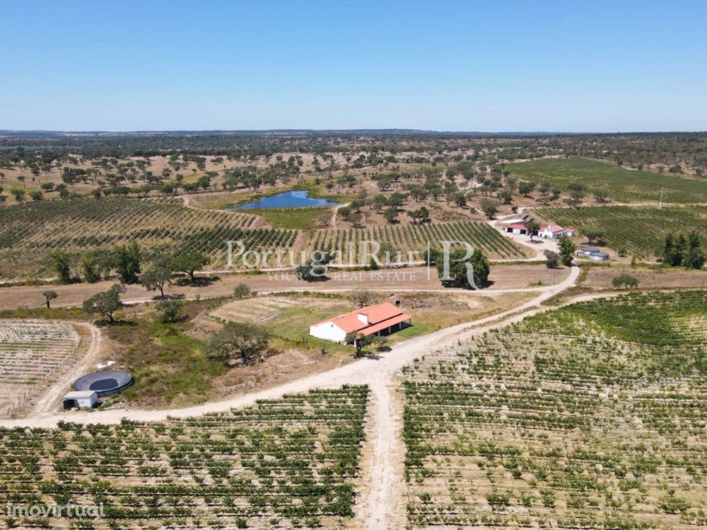 Herdade com Olival Super Intensivo e Vinha na zona de Alt...