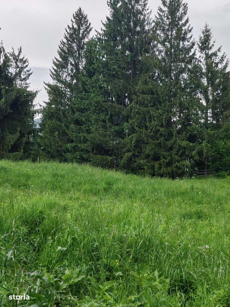 Teren 4150m Colibita - Imagine principală: 4/4