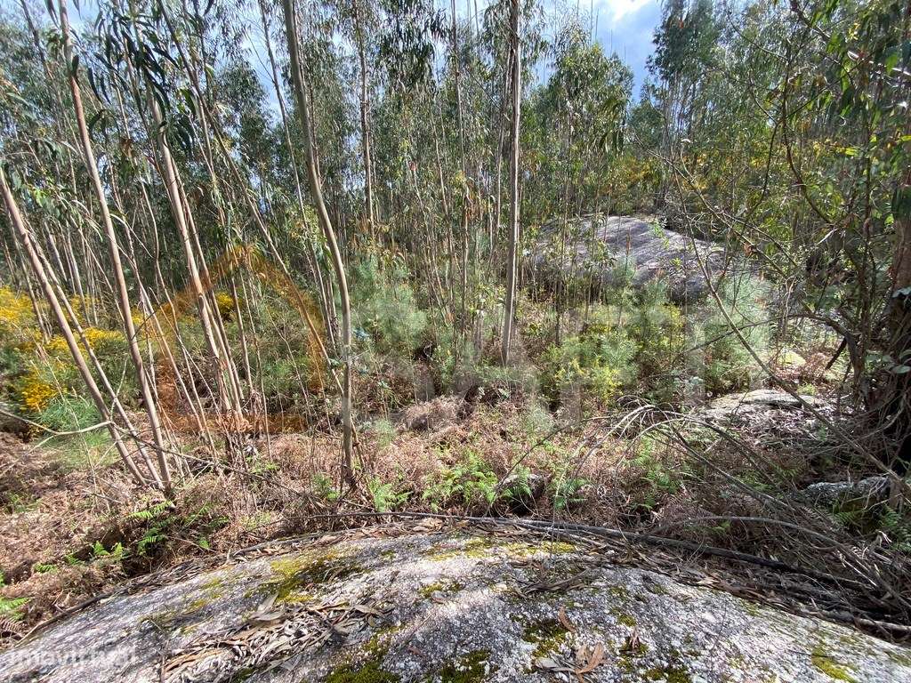 Terreno rústico junto a Anta Vende-se 360 m2 40 000€ TND - Grande imagem: 5/14