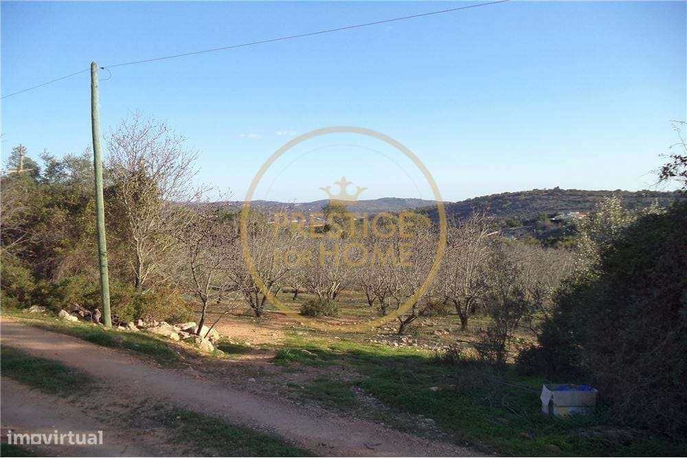 Terreno plano com 19720 m2 com plantação de amendoeiras - Grande imagem: 5/7