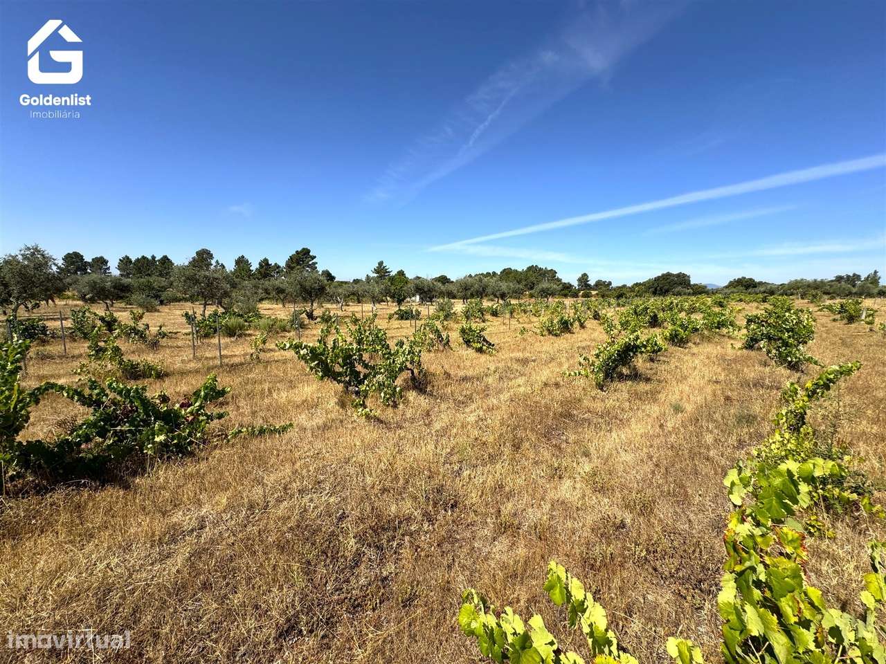 Quinta  Venda em Lardosa,Castelo Branco-45