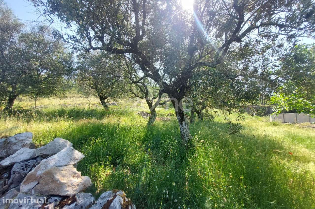 Terreno com 2500m2 a 10m de Fátima e 15 m da Batalha-6
