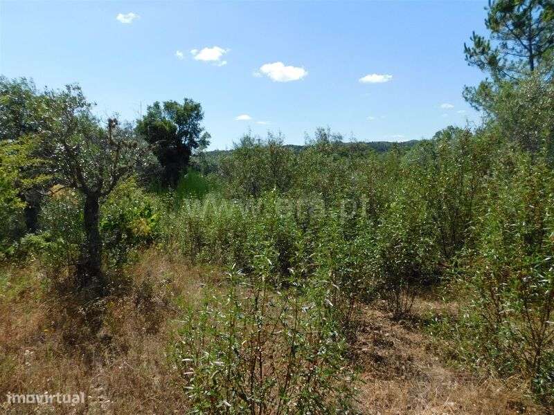 Terreno Rústico / Fundão, Capinha - Grande imagem: 2/4