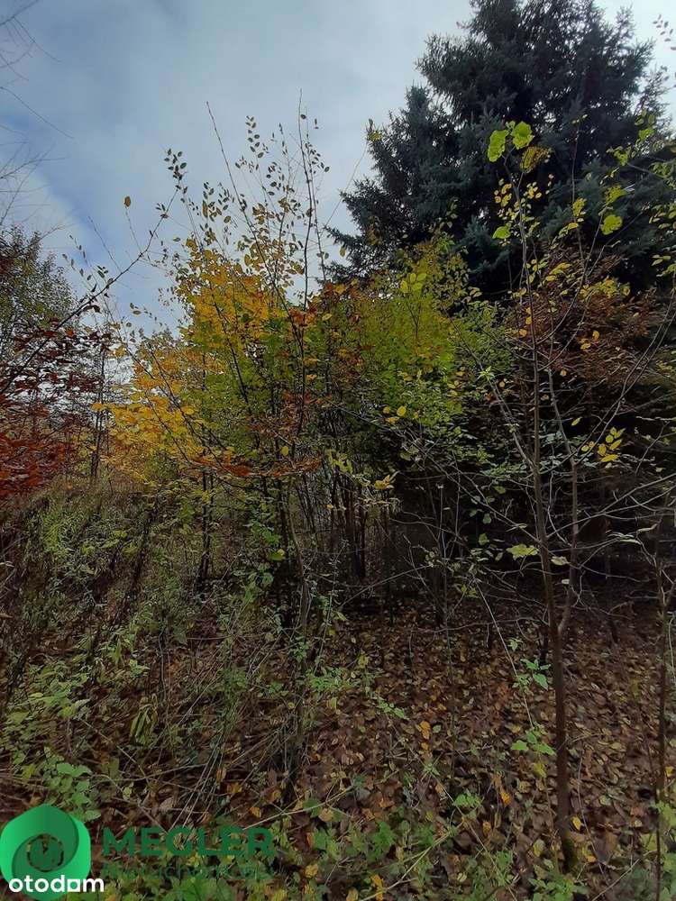 Działka w otulinie lasu-3