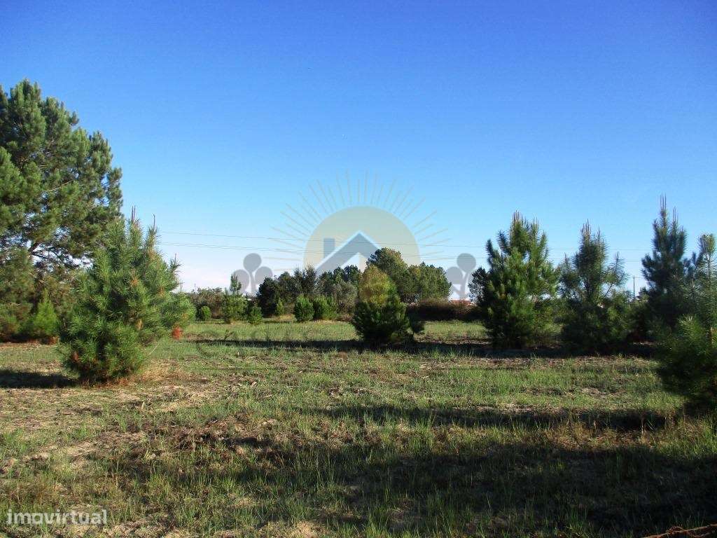 Bombel - Vendas Novas-7