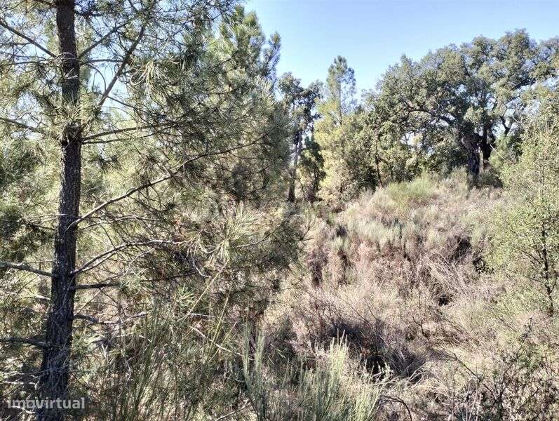 Terreno Rústico / Fundão, Pêro Viseu - Grande imagem: 4/7