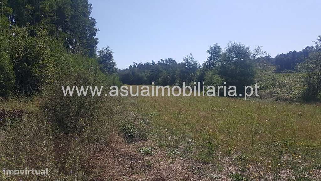 Bouça e Campo - Ferreiros - Grande imagem: 5/11