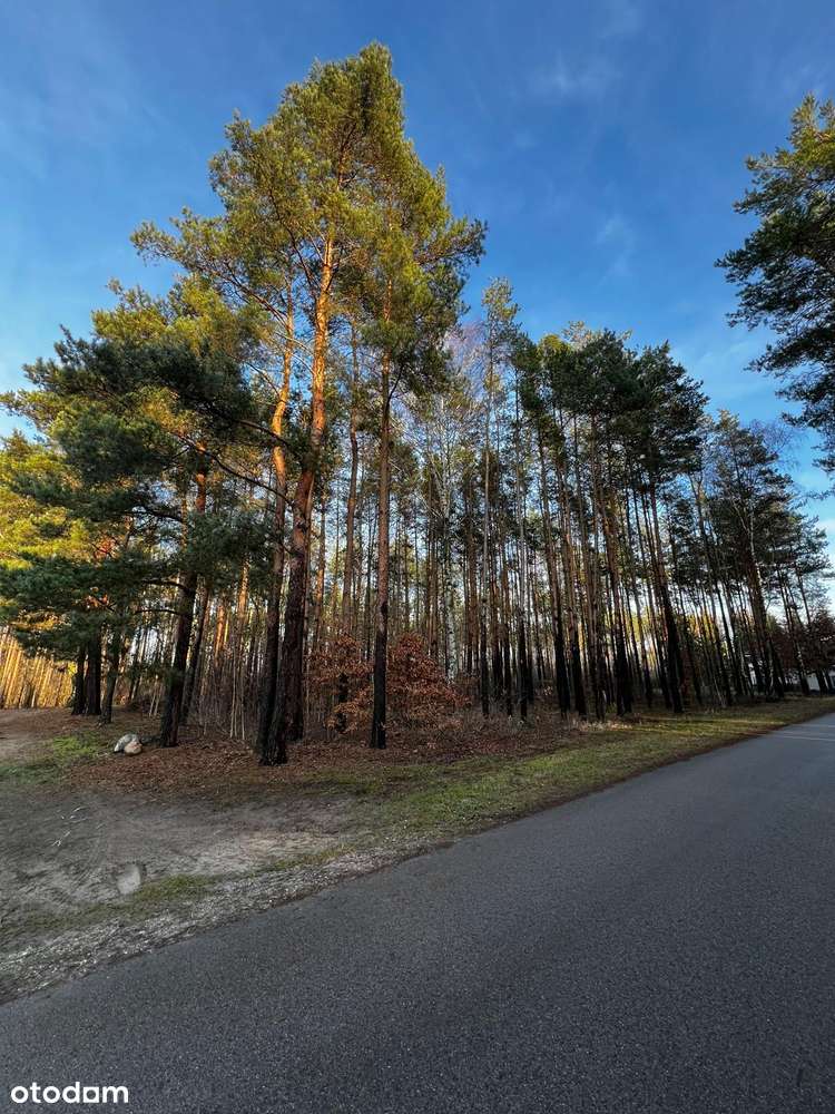 Wyjątkowa działka bezpośrednio przy lesie - UNIKAT - Pełny obrazek: 4/6