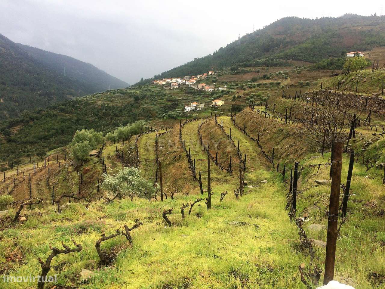 Propriedade no Vale do Douro com Vinhas Automatizadas. - Grande imagem: 3/9