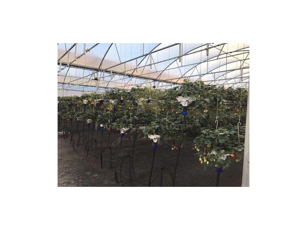 Terreno com estufa em Soure, Coimbra - Grande imagem: 4/20