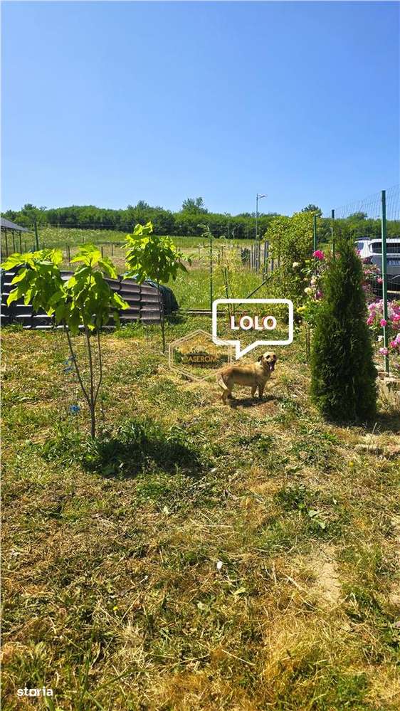 VIDEO | Loc de casa, cabana sau turism - Ardud | Vedere spre Satu Mare-13