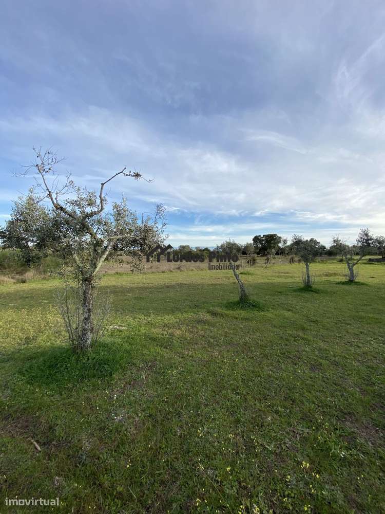 Quinta com casa em pedra - Grande imagem: 4/12