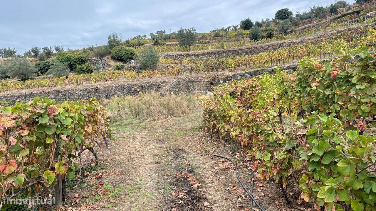 Quinta do Prado em Moura Morta, Régua-18