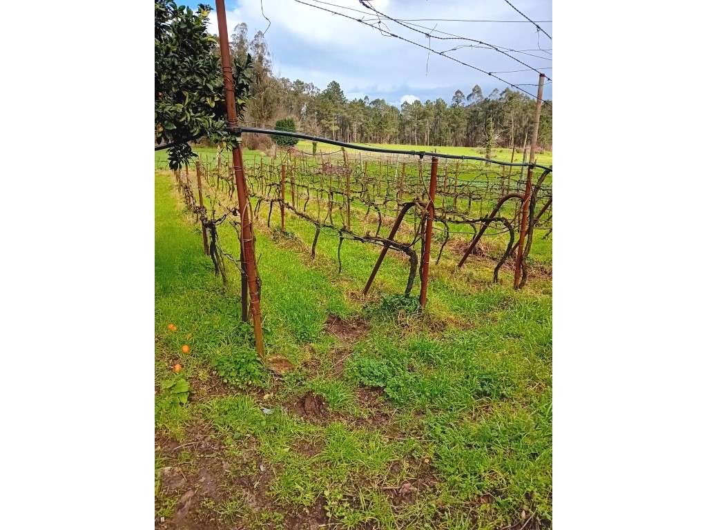 Quinta em Vila Nova de Famalicão - Gondifelos | 6.000 m² de Terreno...-17