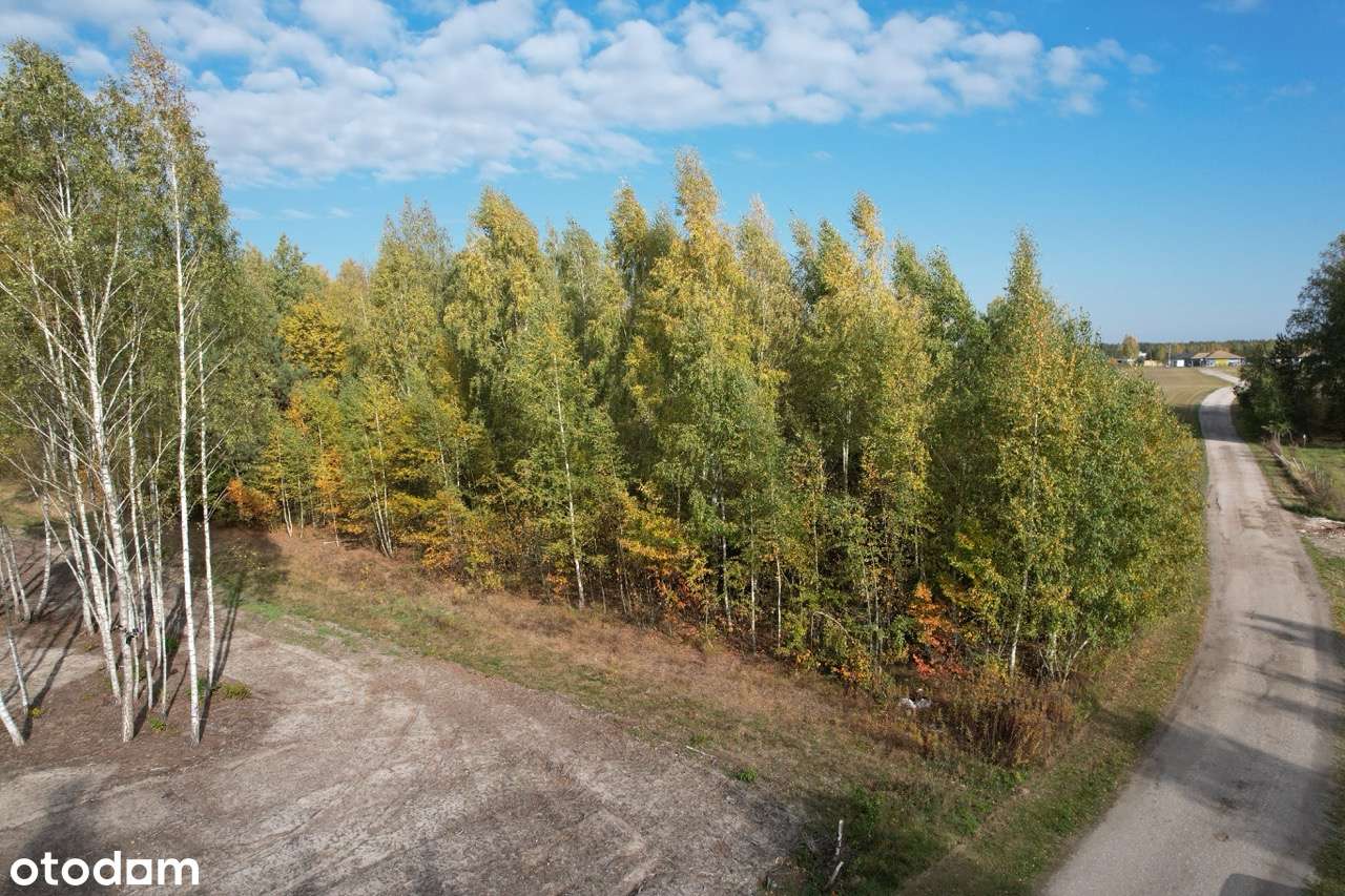 Działka budowlana w KRAKOWIANACH | DRZEWA | LAS - Pełny obrazek: 4/4