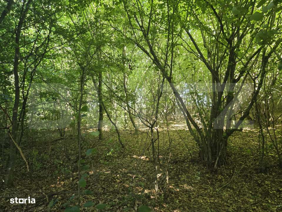 Teren la liziera padurii Faget - Imagine principală: 2/7