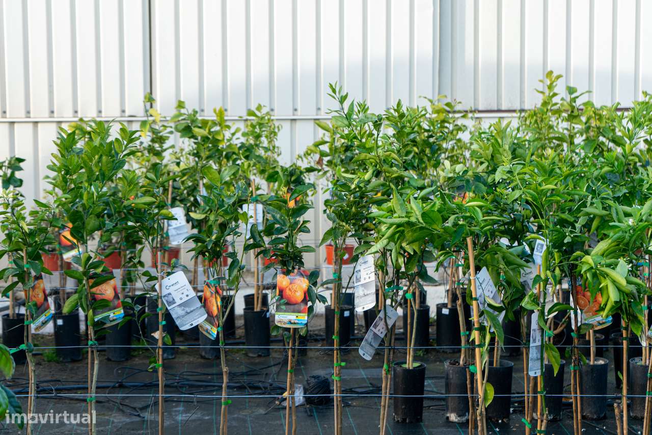 Trespasse de Centro de Jardinagem – Negócio Completo e Equipado - Beja-20