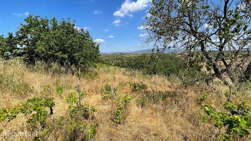 Alenquer - Terreno c/ vista para Serra do Montejunto - Grande imagem: 5/21