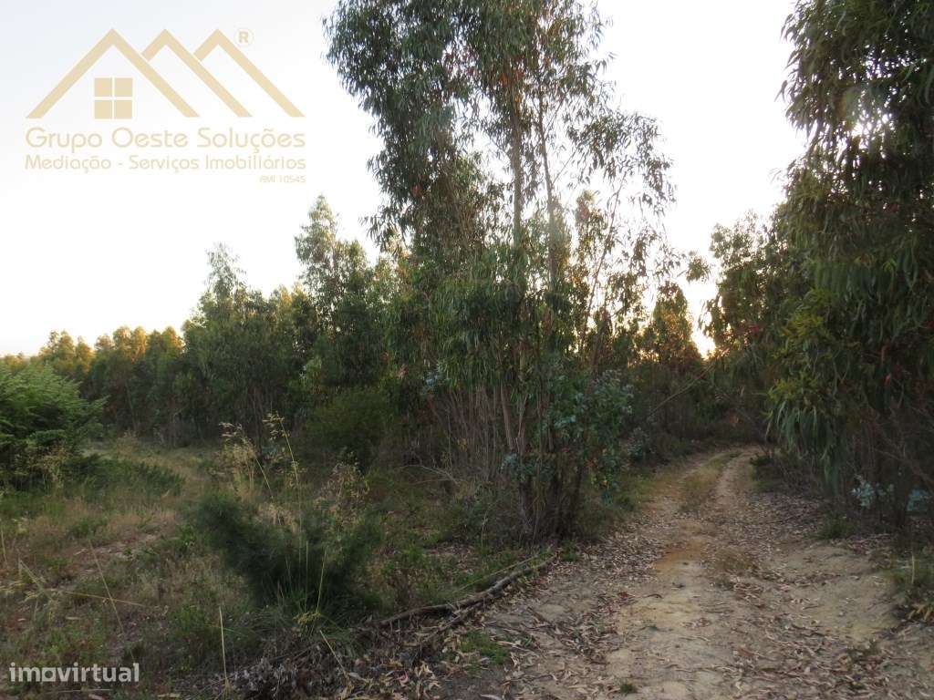 Terreno Rustico Ramalhal - Grande imagem: 5/6