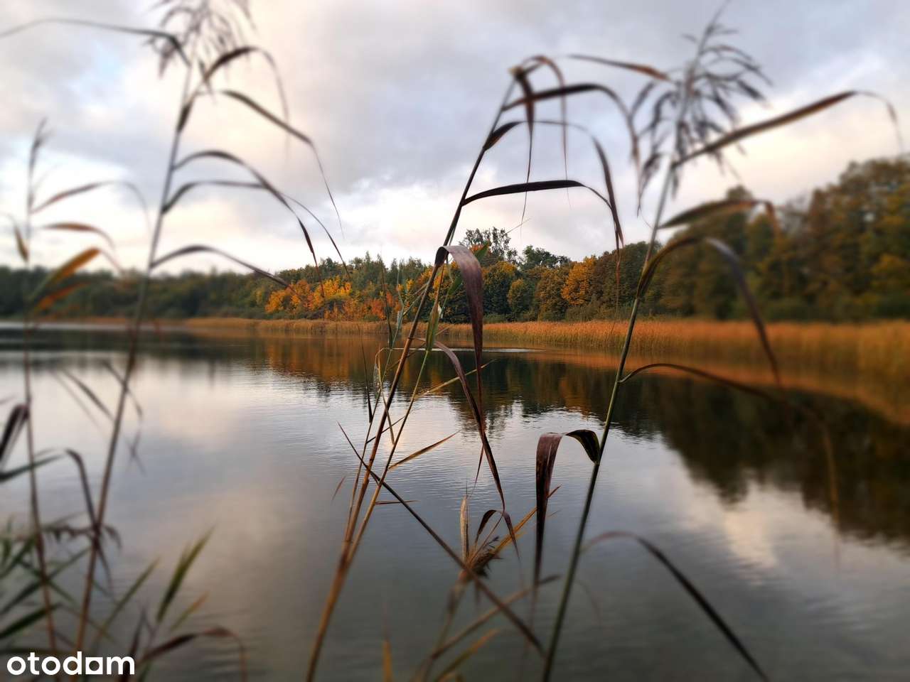 Zamieszkaj wśród zieleni! 3 pokoje nad jeziorem – cisza, przestrzeń! - Pełny obrazek: 4/8