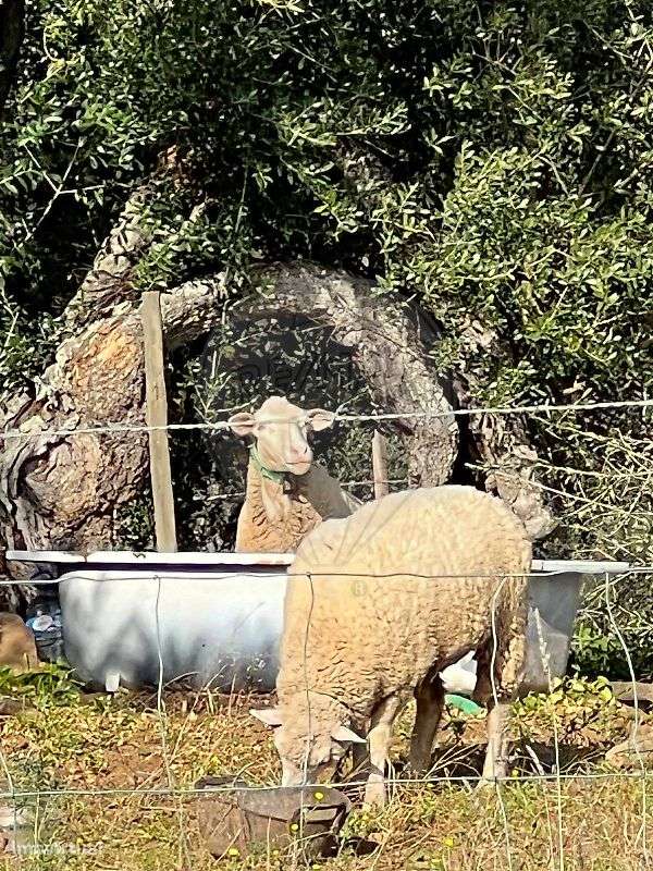 Terreno  para venda-5