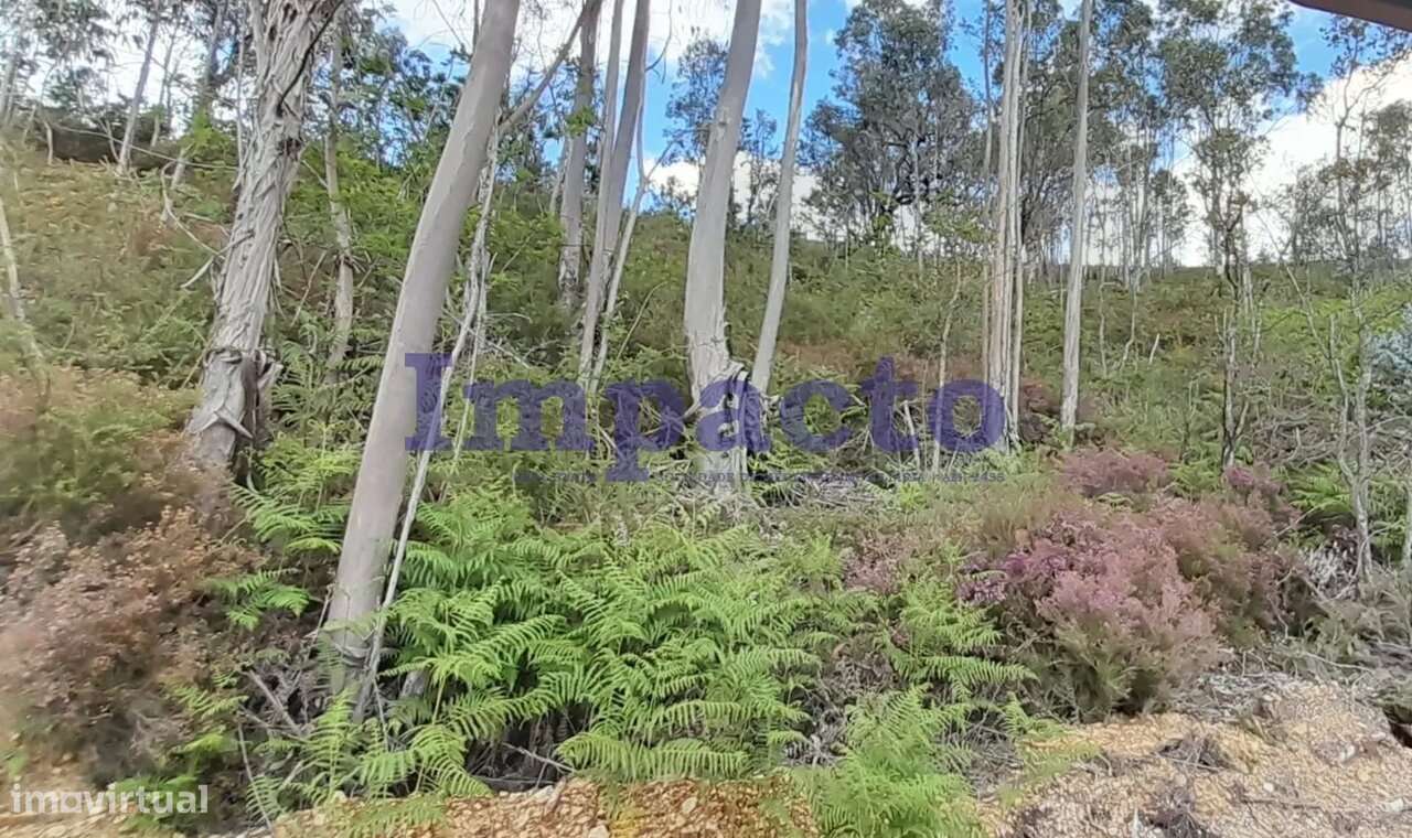 Terreno rústico em Milheirós de Poiares, Santa Maria da Feira - Grande imagem: 3/6