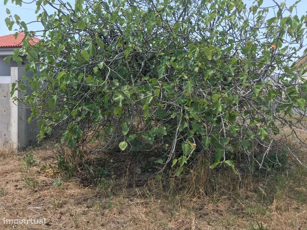 Terreno para construção junto á Ria - Gafanha da Nazaré - Grande imagem: 5/5