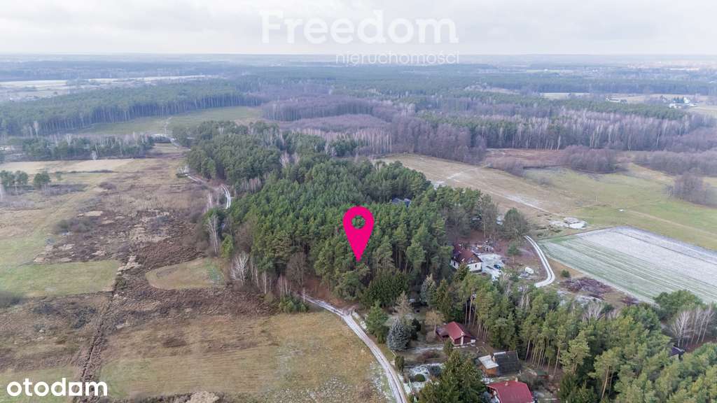 Okazja piękna działka w lesie pod Warszawą - Pełny obrazek: 4/14