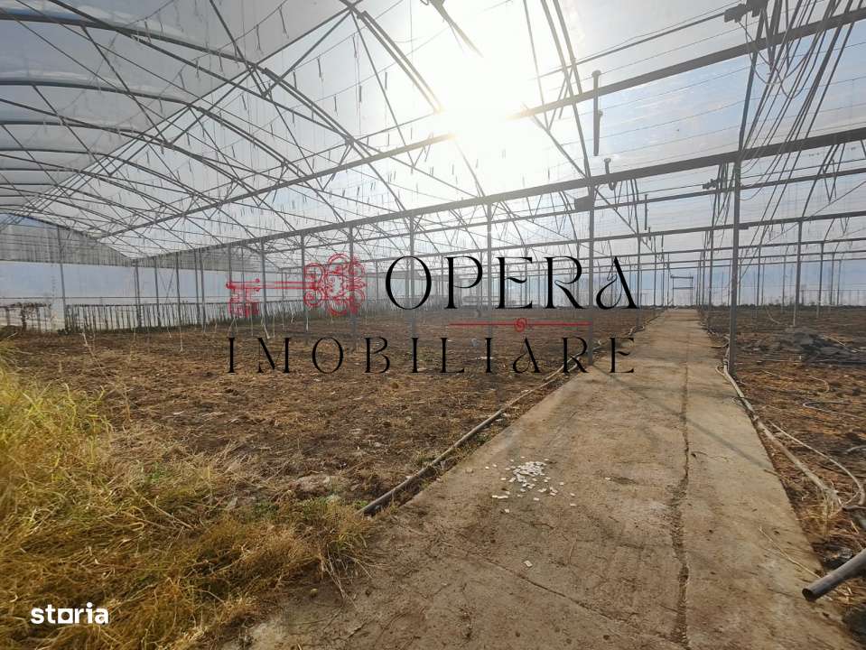 Teren intravilan 5000mp+Cladire265mp + Sera(2500mp), Rediu Aldei-Arone-3