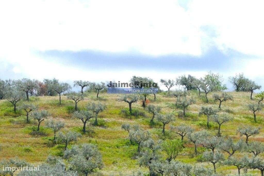45.000m2 Olival, árvores de fruto e ruína. Portugal, F. C. Rodrigo,... - Grande imagem: 4/7