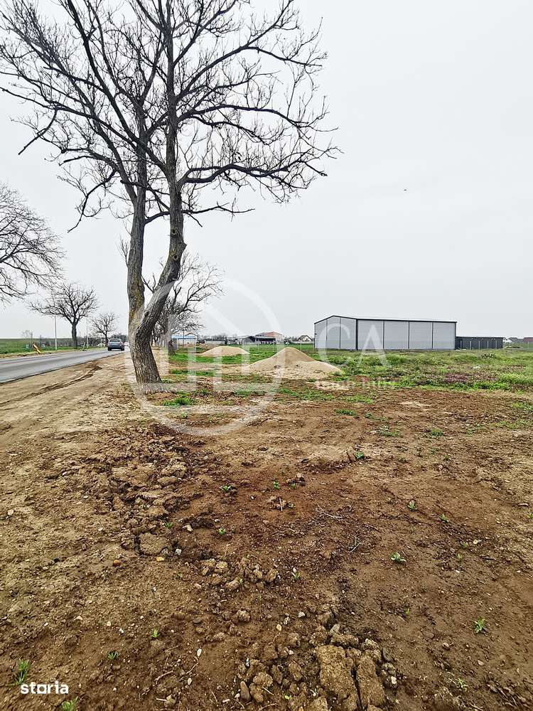 Teren intravilan de inchiriat in Santandrei, Bihor - Imagine principală: 5/5