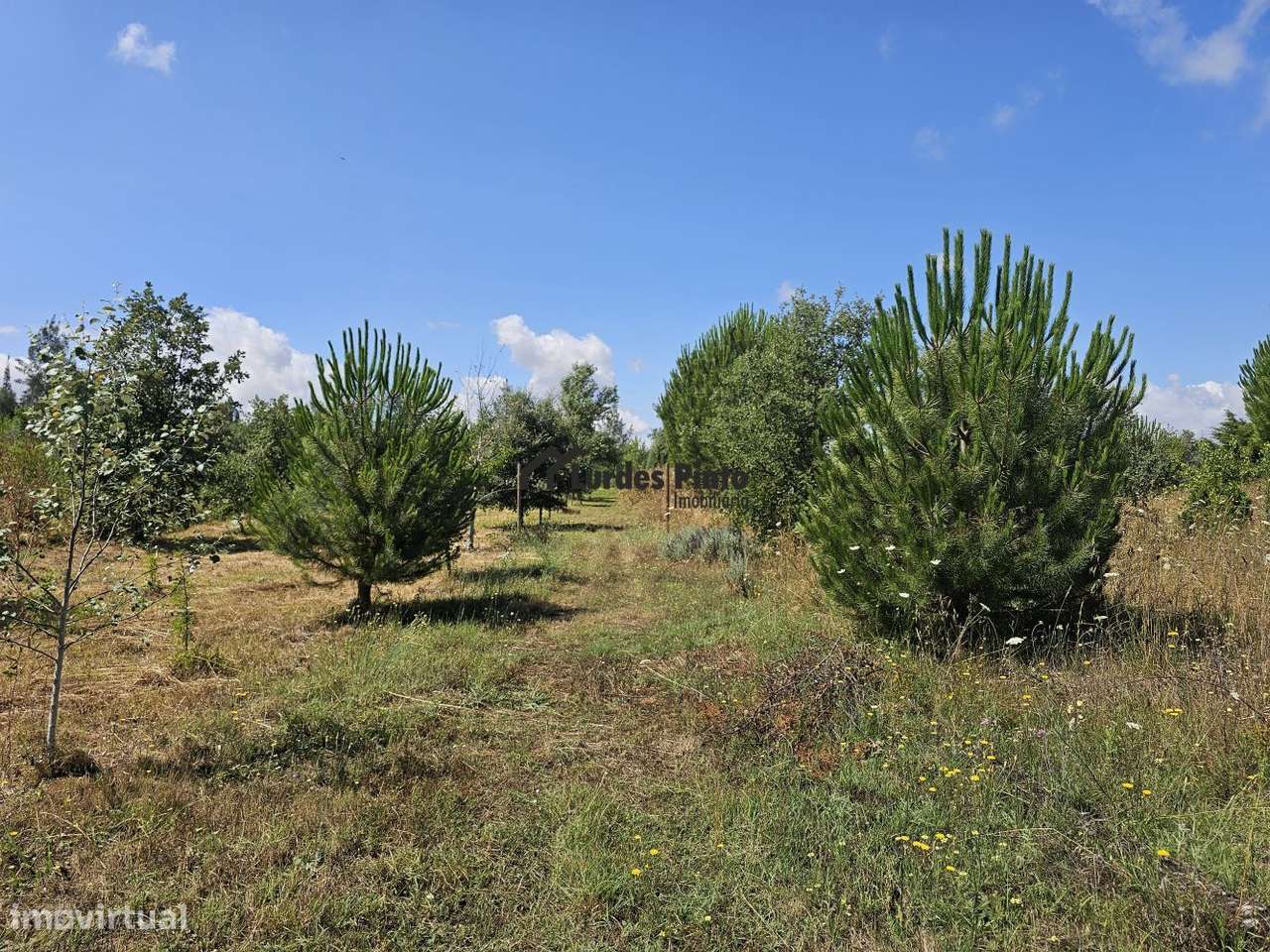Quinta com habitação-11