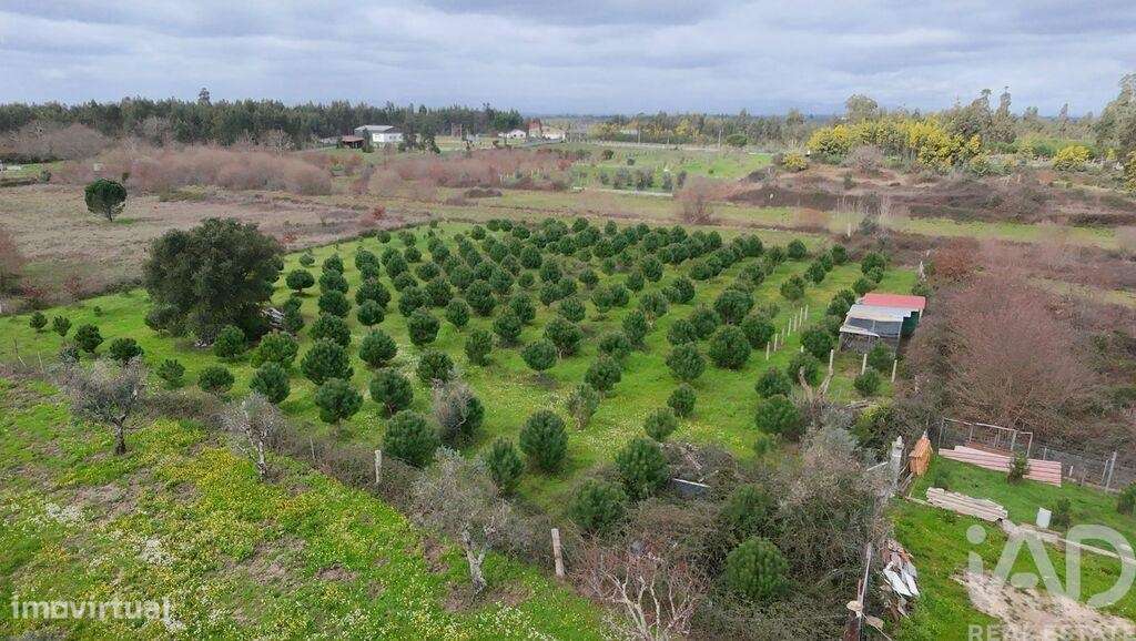 Terreno Agrícola em Ervedal e Vila Franca da Beira - Grande imagem: 5/5