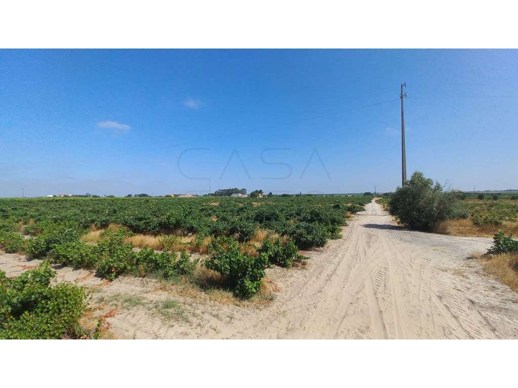 Herdade vinhateira próxima de Setúbal-15