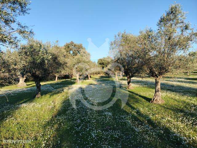 OLIVAL PARA VENDA EM CARRAPATELO - CORVAL-9