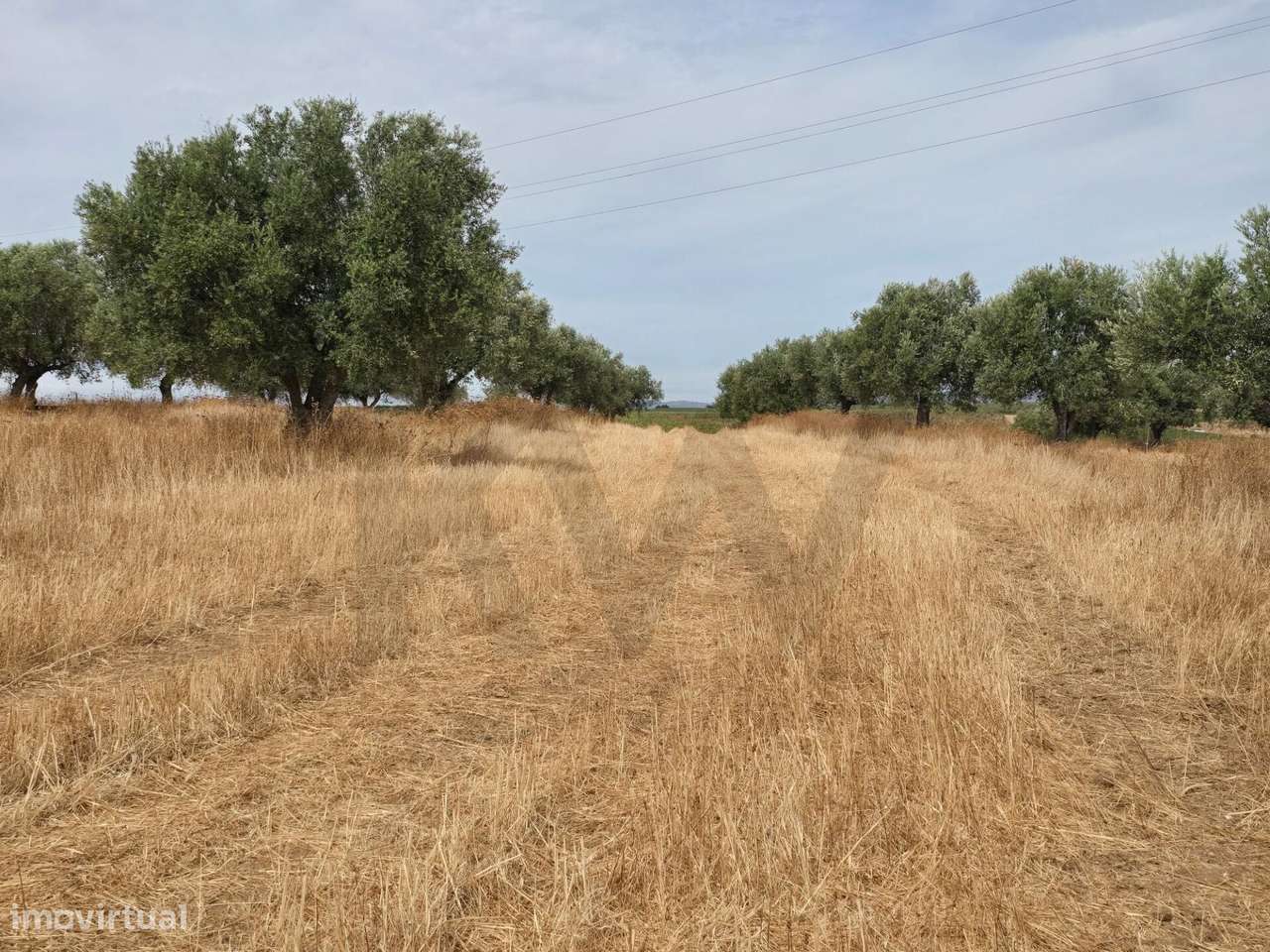 Terreno agrícola junto à aldeia de Pedrógão - Vidigueira - Grande imagem: 1/17