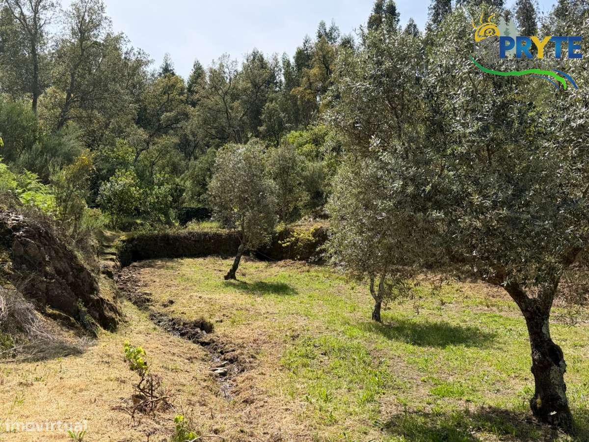 Terreno com uma ruína não registada a 6 quilómetros da Sertã-36