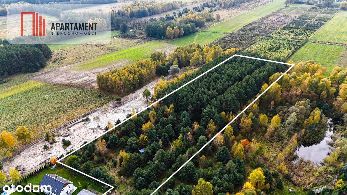 Działka z własnym lasem pod Łodzią! - Pełny obrazek: 5/8